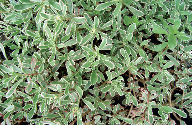Очиток ложный Variegatum – Sedum spurium Variegatum