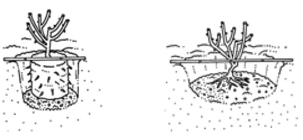 Контейнерная роза и роза с открытой корневой системой, соответственно (Рисунок из книги «Розы» Алана Титчмарша)