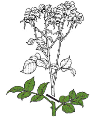 Розы группы флорибунда. Правильно обрезанные соцветия – до первого побега или на почку, ориентированную наружу.
