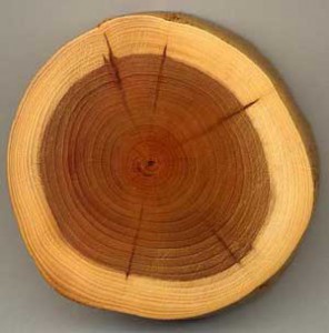 Физические свойства древесины