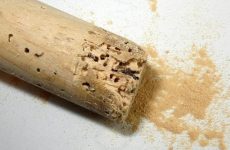 Вредители древесины- как уничтожить? Уничтожение шашеля и древоточца