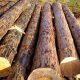 Лес для сруба: мифы, породы древесины, полезные советы