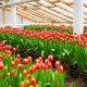 Центры выращивания цветов в мире